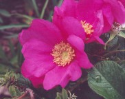 Rosa rugosa thumbnail