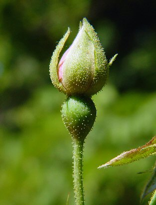 Rosa_setigera_bud.jpg