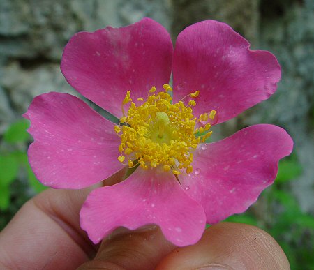 Rosa_setigera_corolla.jpg