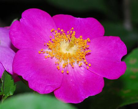 Rosa_setigera_flower.jpg