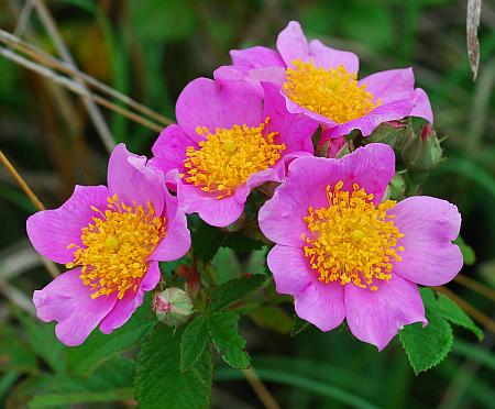 Rosa_setigera_inflorescence.jpg