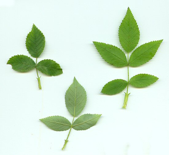 Rosa_setigera_leaves.jpg