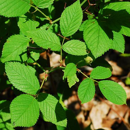 Rosa_setigera_leaves1.jpg