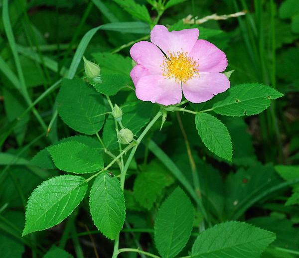 Rosa_setigera_plant.jpg