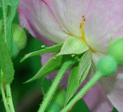 Rosa_setigera_sepals.jpg