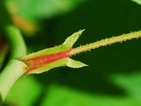 Rosa_setigera_stipule.jpg