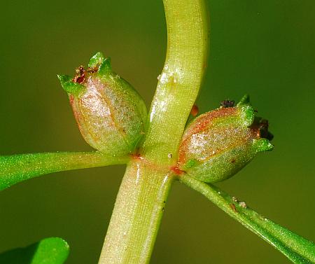 Rotala_ramosior_fruits1.jpg