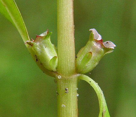 Rotala_ramosior_hypanthium.jpg