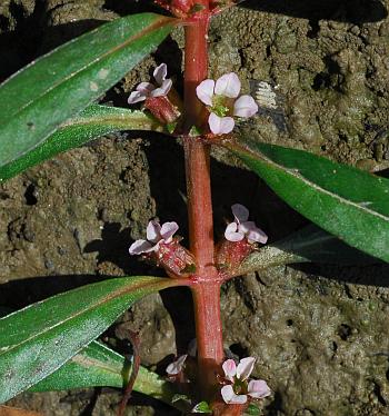 Rotala_ramosior_inflorescences.jpg