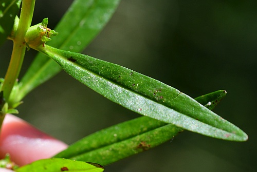 Rotala_ramosior_leaf1.jpg