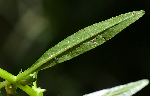 Rotala_ramosior_leaf2.jpg