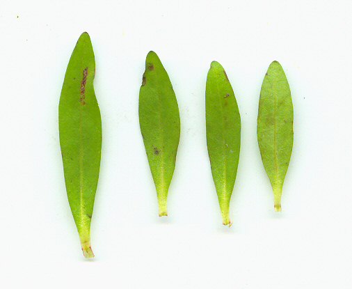 Rotala_ramosior_leaves.jpg