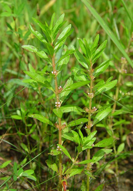 Rotala_ramosior_plant.jpg