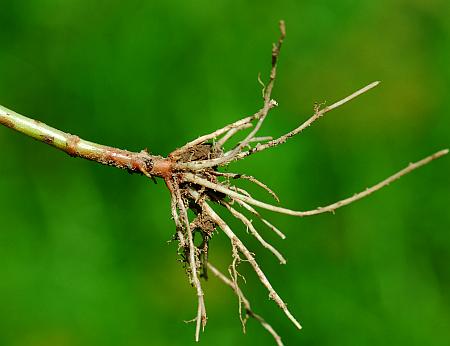 Rotala_ramosior_roots.jpg