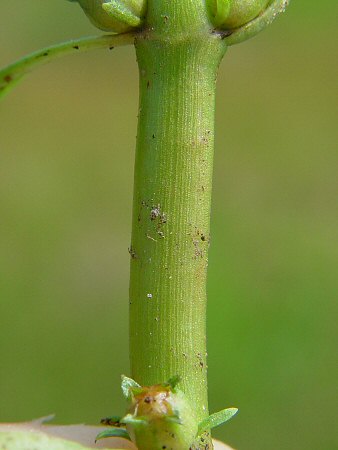 Rotala_ramosior_stem.jpg