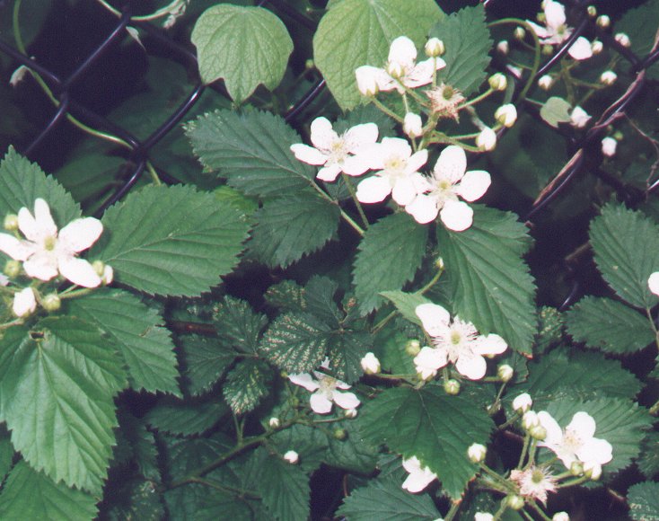 Rubus_allegheniensis_peg.jpg