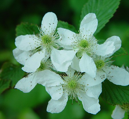 Rubus_argutus_flowers.jpg
