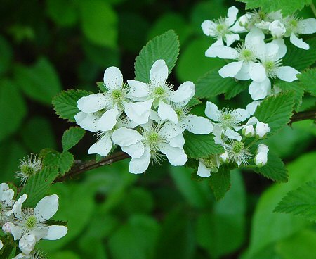 Rubus_argutus_inflorescence.jpg