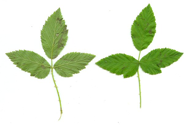 Rubus_argutus_leaves.jpg