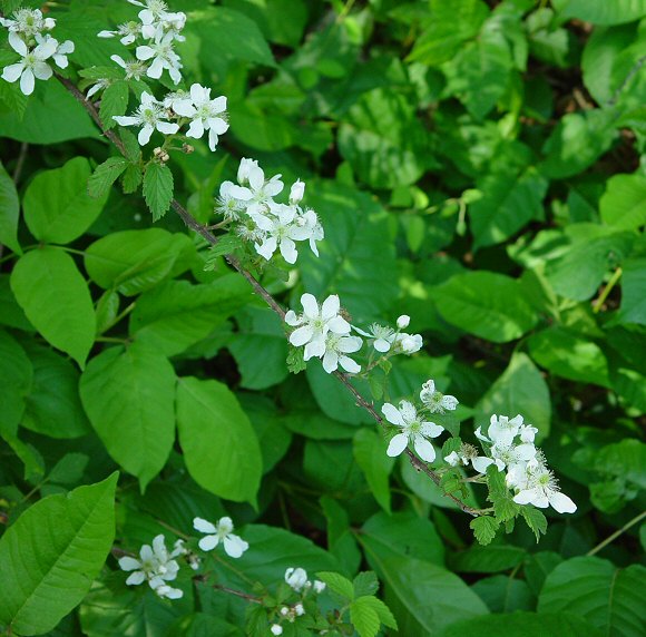 Rubus_argutus_plant.jpg