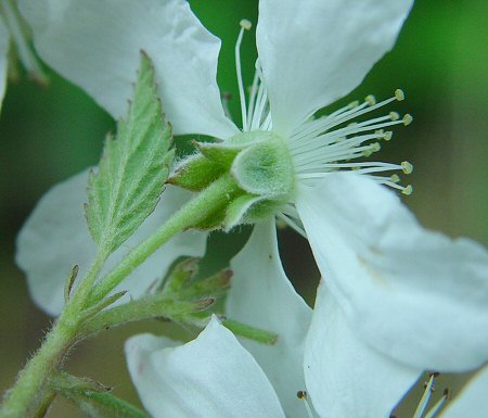 Rubus_argutus_sepals.jpg