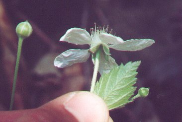 Rubus_flagellaris_calyx.jpg