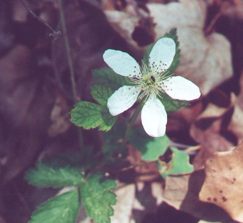 Rubus_flagellaris_flower.jpg