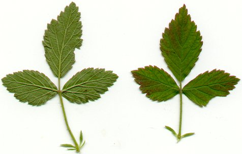 Rubus_flagellaris_leaves.jpg