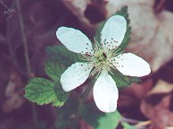 Rubus flagellaris thumbnail