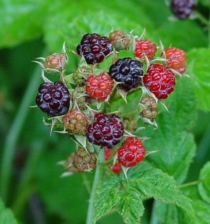 Rubus_occidentalis_fruits.jpg