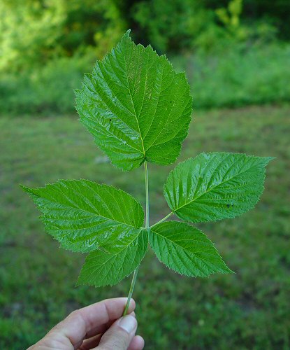 Rubus_occidentalis_leaf.jpg