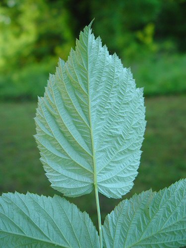 Rubus_occidentalis_leaflet.jpg