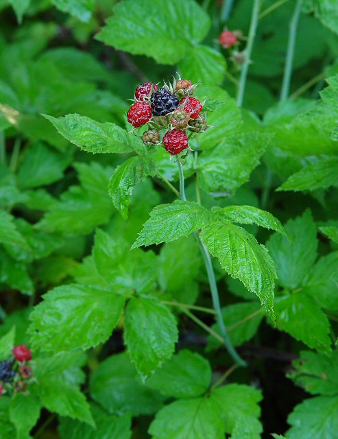 Rubus_occidentalis_plant.jpg