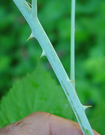 Rubus_occidentalis_stem.jpg