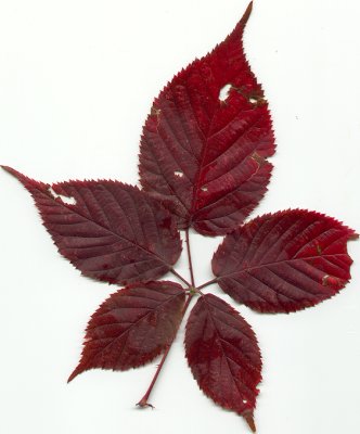 Rubus_primocane_leaf.jpg
