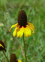 Rudbeckia amplexicaulis thumbnail