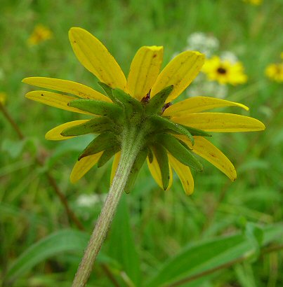 Rudbeckia_fulgida_involucre.jpg