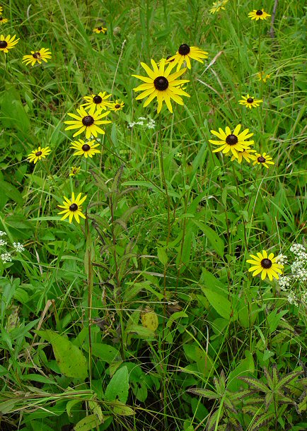 Rudbeckia_fulgida_plant.jpg