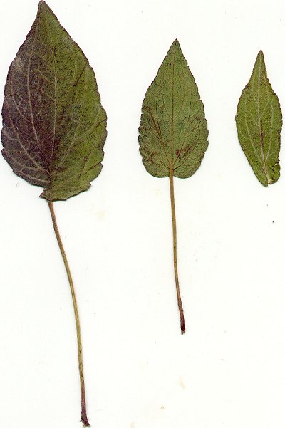 Rudbeckia_fulgida_pressed_leaves.jpg