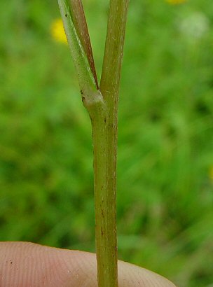 Rudbeckia_fulgida_stem.jpg