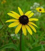 Rudbeckia fulgida thumbnail