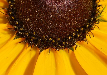 Rudbeckia_hirta_florets.jpg