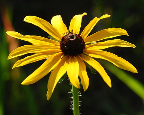 Rudbeckia_hirta_head.jpg