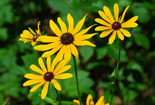 Rudbeckia_hirta_heads.jpg