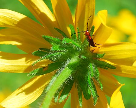 Rudbeckia_hirta_involucre.jpg