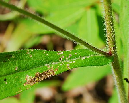 Rudbeckia_hirta_leaf1a.jpg