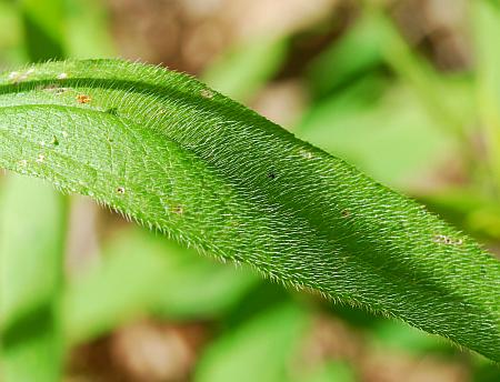 Rudbeckia_hirta_leaf1b.jpg