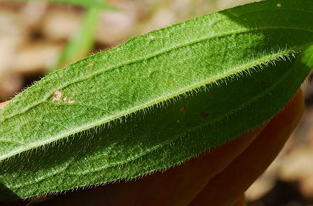 Rudbeckia_hirta_leaf2.jpg