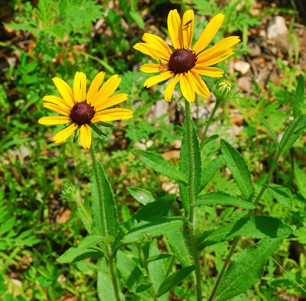 Rudbeckia_hirta_plant.jpg