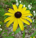 Rudbeckia hirta thumbnail